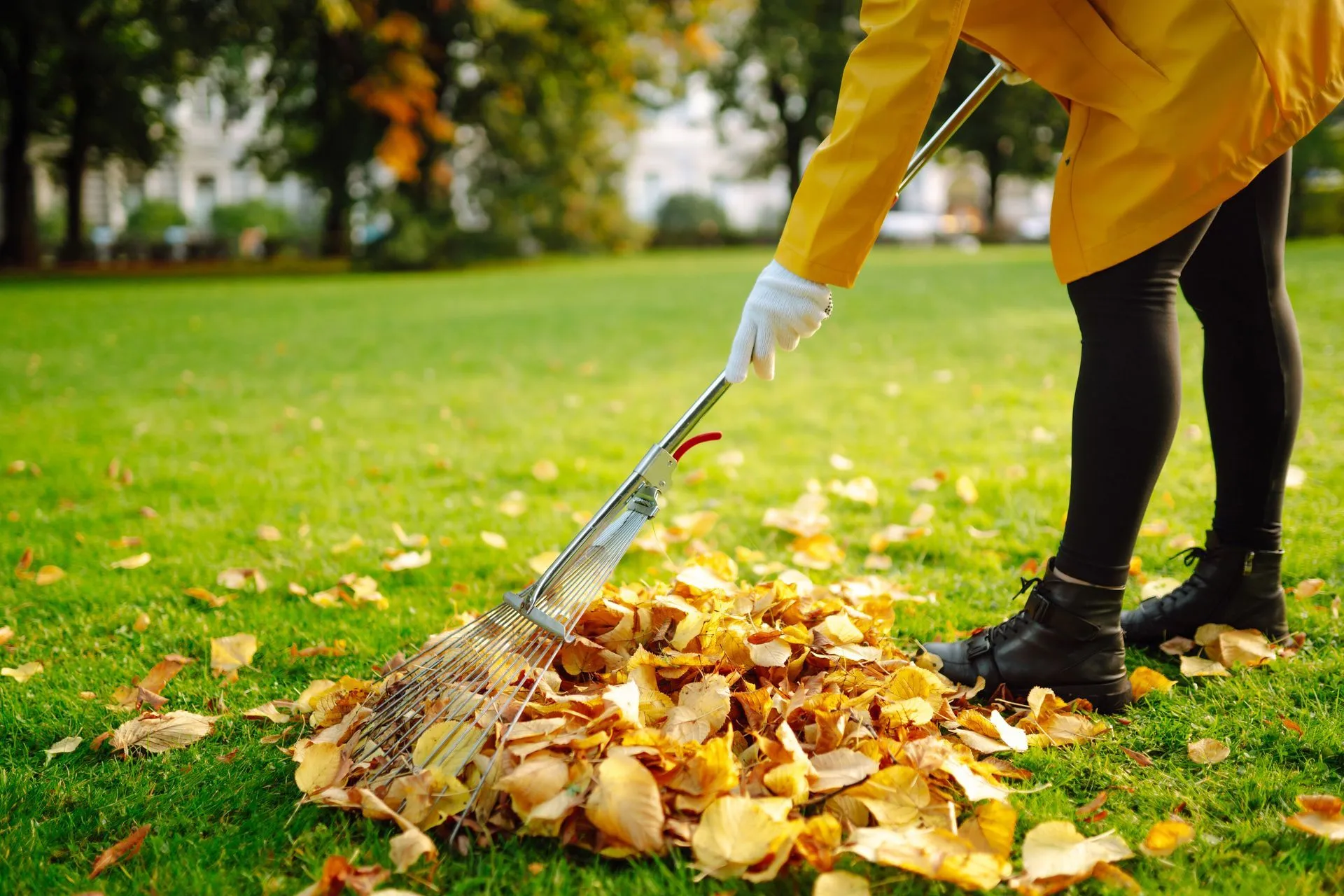 Ground-Based Tree Removal for a local property